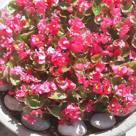 Vendégház Venice Park House Marghera