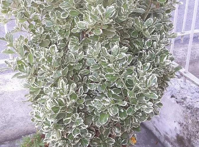 Venice Park House 2*