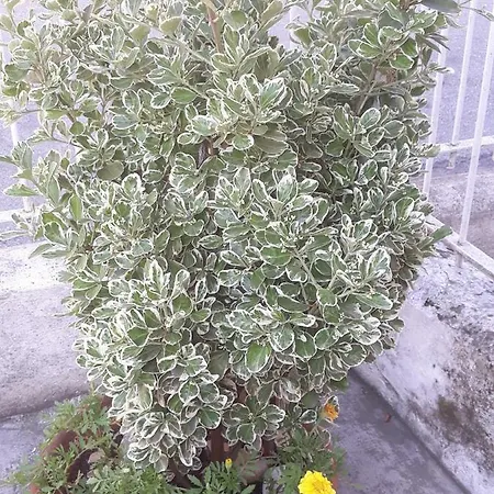 Venice Park House 2*